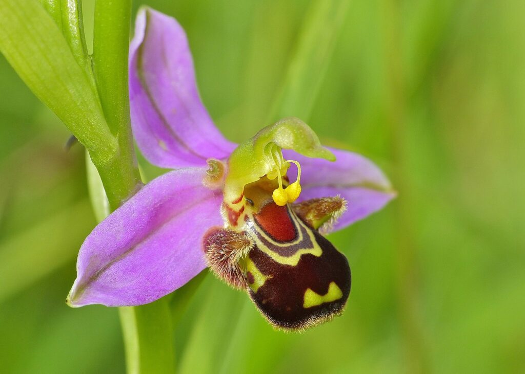 čebelja orhideja