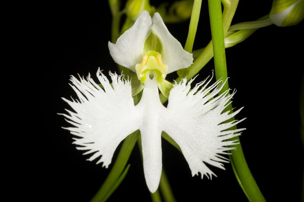 orhideja bela čaplja
