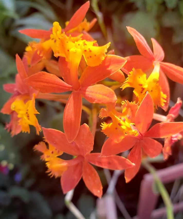 epi orhideja
