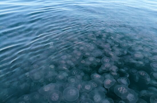 Meduze pri Portorožu