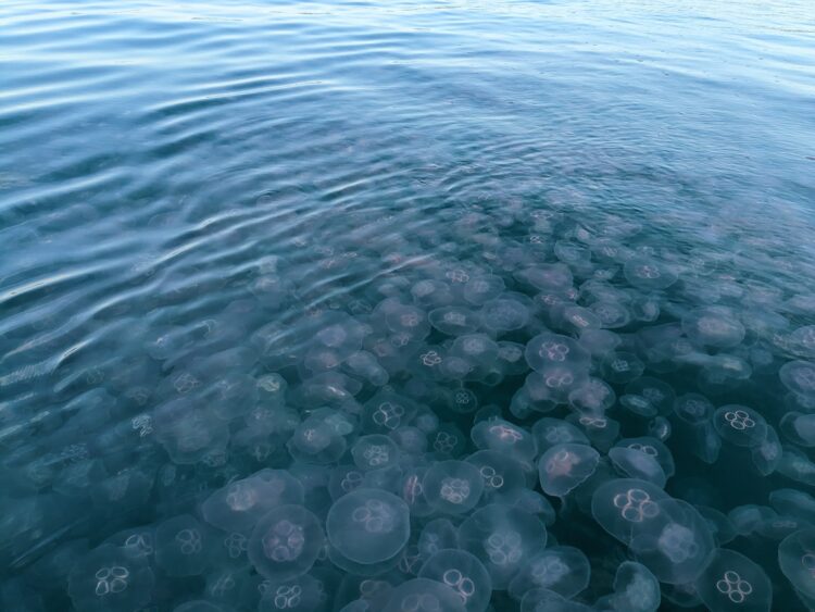 Meduze pri Portorožu