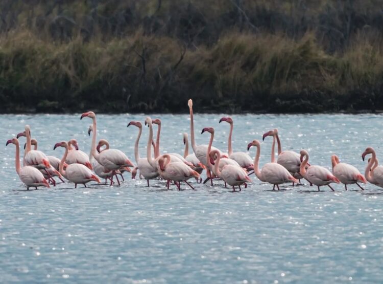 Flamingi v Ulcinjskih solinah