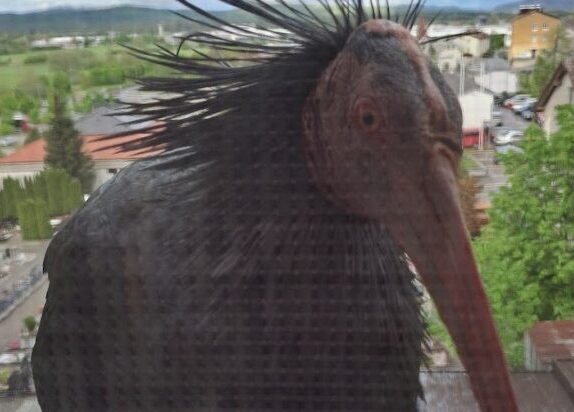 Klavžar grivasti ibis ptič ptica