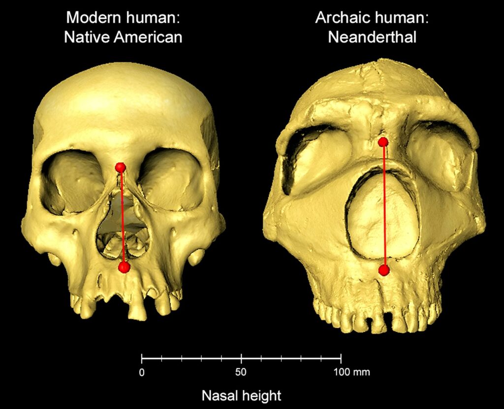 neandertalec človek lobanja, človeška