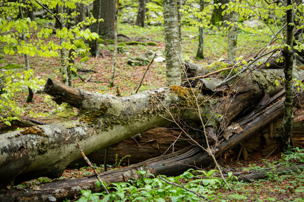 Gozdni rezervat Borovec na obrobju pragozda Krokar