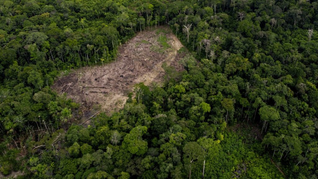Krčenje gozdov v Kolumbiji