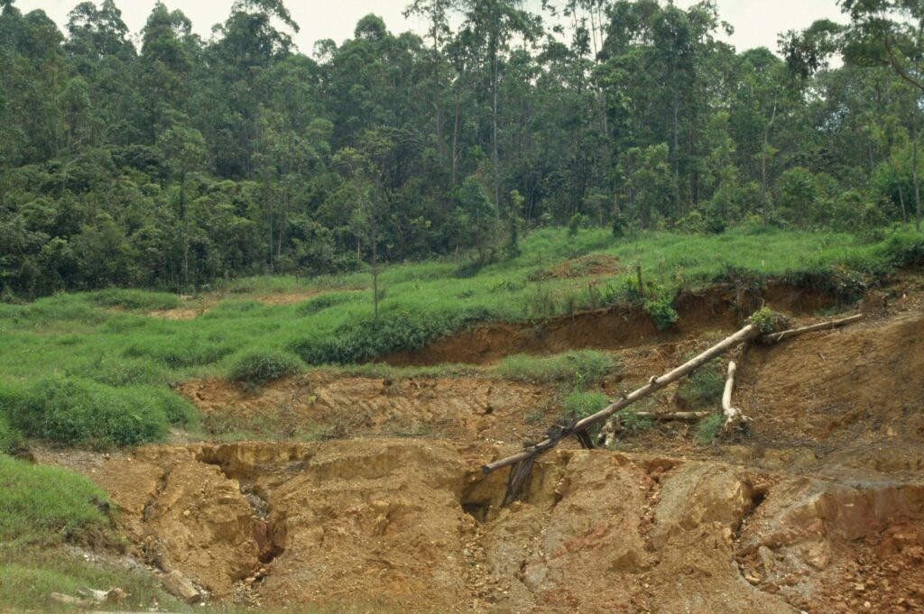 Krčenje pragozdov v Braziliji
