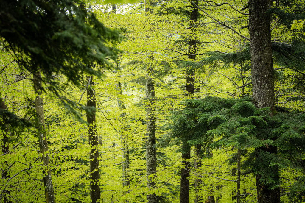 Gozdni rezervat Borovec na obrobju pragozda Krokar