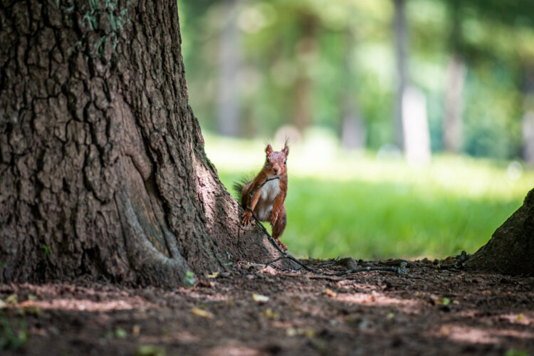 Veverica na tleh v parku