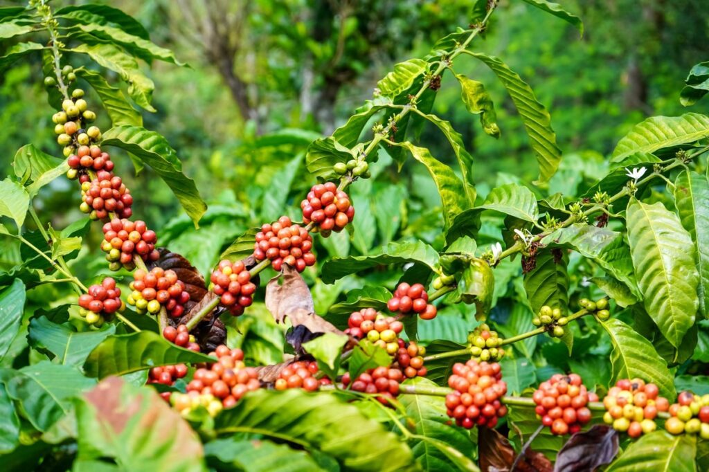 kava, plantaža