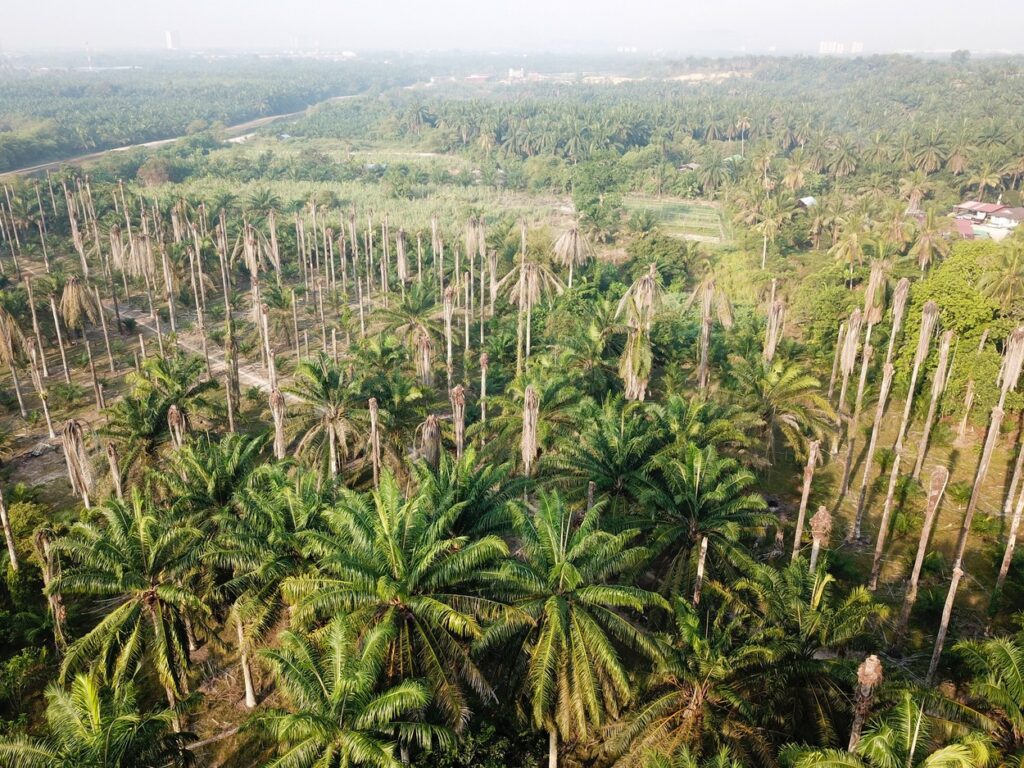 palmovo olje, Malezija