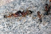 mravlje v kuhinji