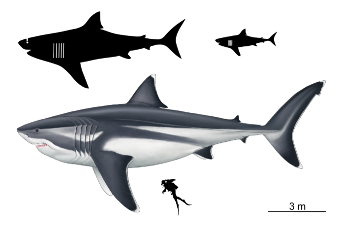 megalodon, prazgodovinski morski pes