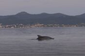 delfini v Zadru