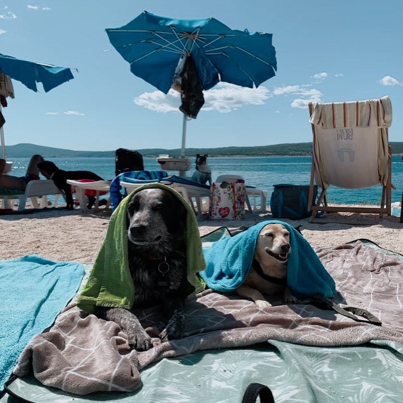 pse, morje, plaža, pasja plaža