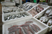 ribiči, ribe