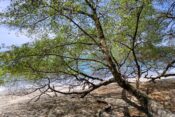 manzinella, Hippomane mancinela, najbolj nevarno strupeno drevo na svetu