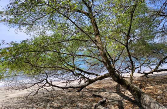 manzinella, Hippomane mancinela, najbolj nevarno strupeno drevo na svetu