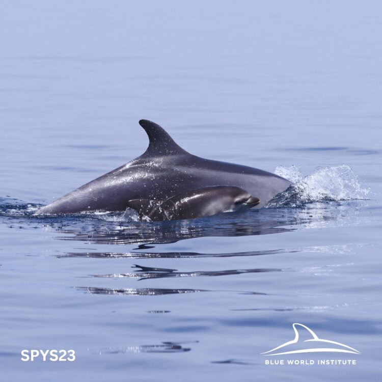 Delfinji mladiči opaženi na otokih Vis in Lošinj