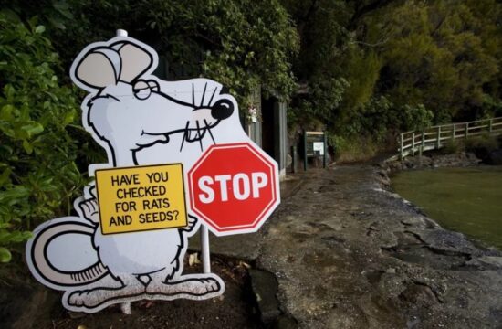 Nova Zelandija, podgane, iztrebljenje