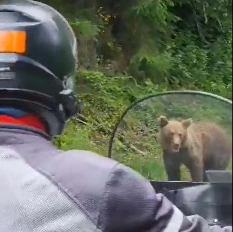 Srečanje motoristov z medvedko: kako ravnati v takšnih primerih (VIDEO)