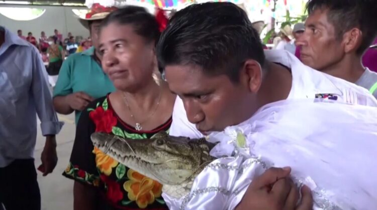 Poroka mehiškega župana in krokodilje samice