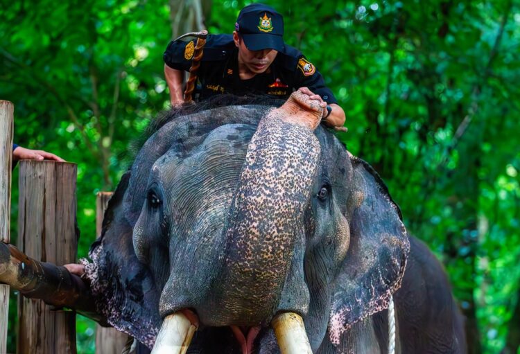 Slon Tajska