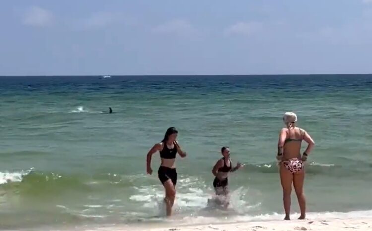 morski pes, napad, Florida, Twitter