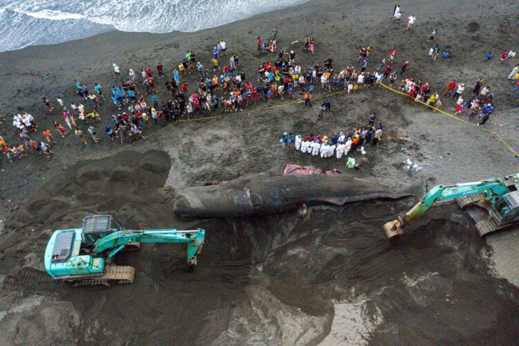 Naplavljen kit na Baliju, april 2023.