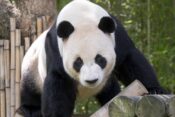 Panda Le Bao
