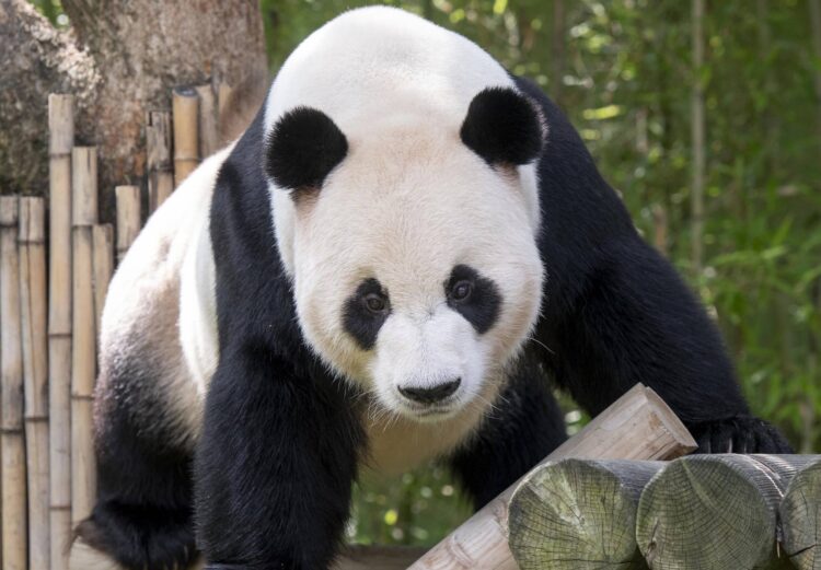 Panda Le Bao