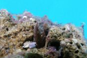 morski datelj, Lithophaga Lithophaga, prstac, školjka