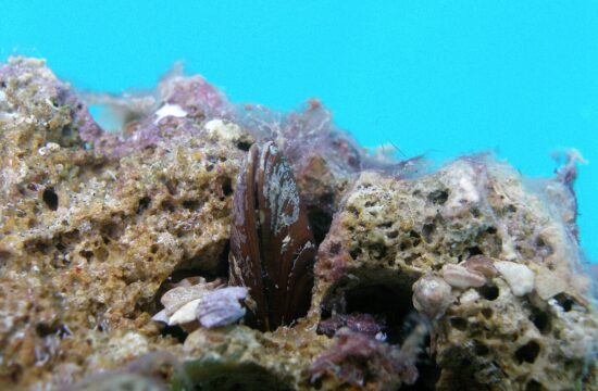 morski datelj, Lithophaga Lithophaga, prstac, školjka