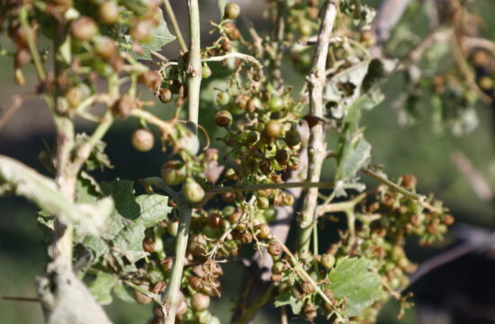 škoda v vinogradih po neurjih