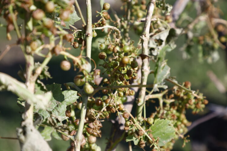 škoda v vinogradih po neurjih