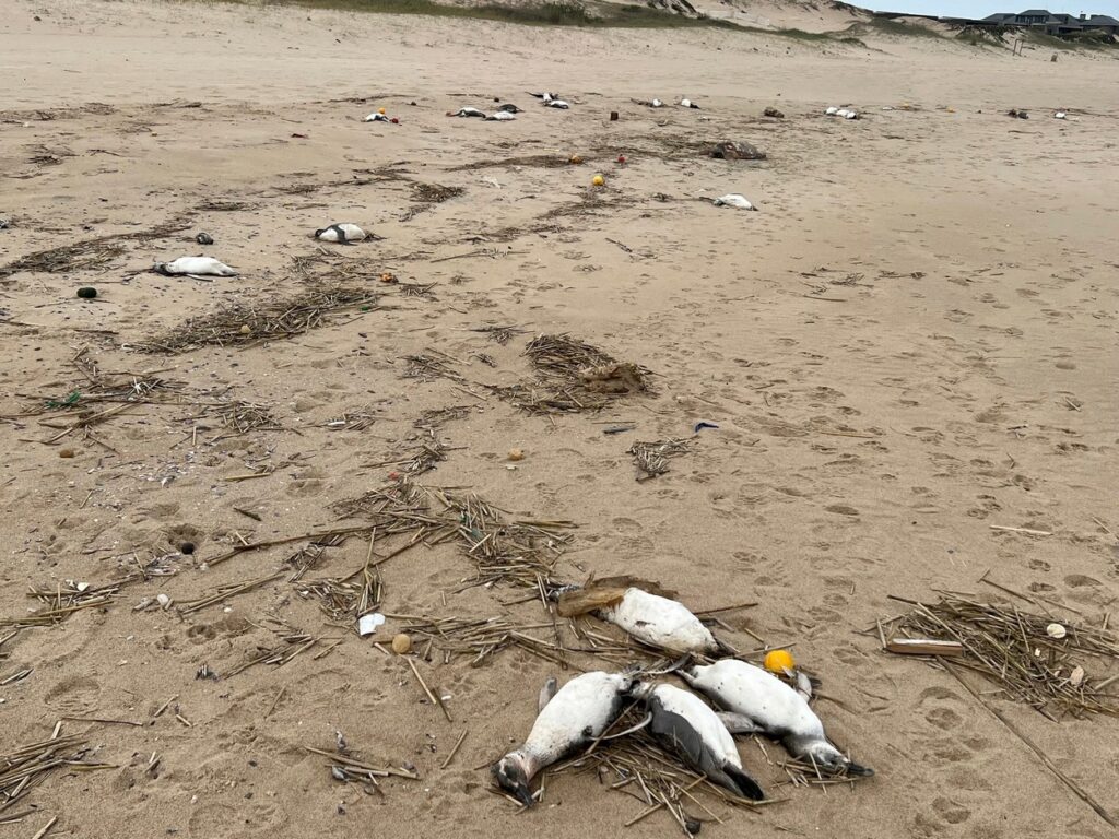 Poginuli pingvini Urugvaj