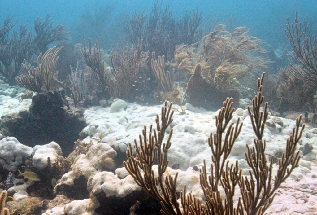 korale, beljenje koral, ekologija, klimatske spremembe