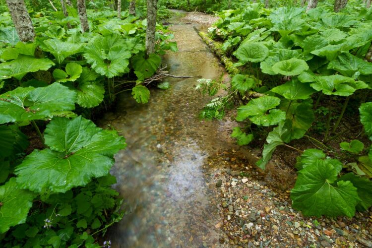 Biogradsko jezero, nacionalni park Biogradska gora