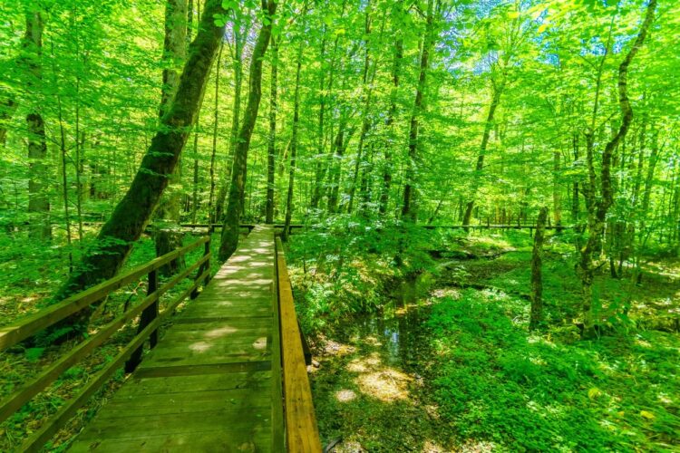 Biogradsko jezero, nacionalni park Biogradska gora