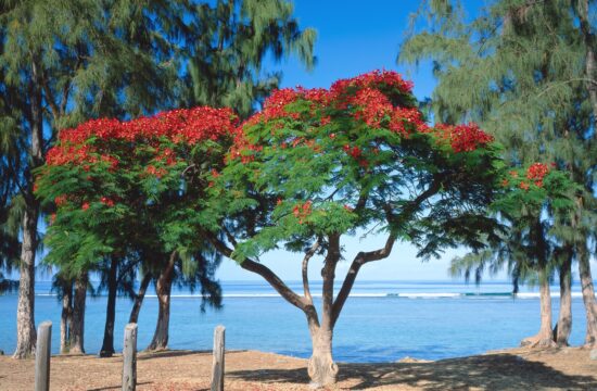 Reunion Island