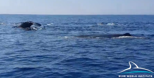 Blizu Korčule opazili kite glavače