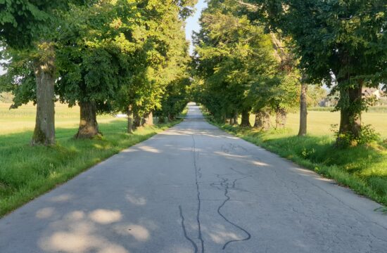 Najdaljšega slovenskega drevoreda vendarle ne bodo posekali?