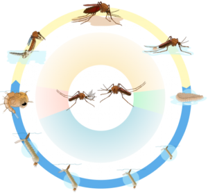 življenjski cikel komarja