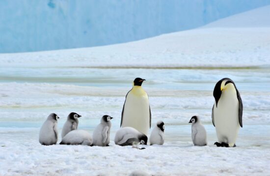 Cesarski pingvini