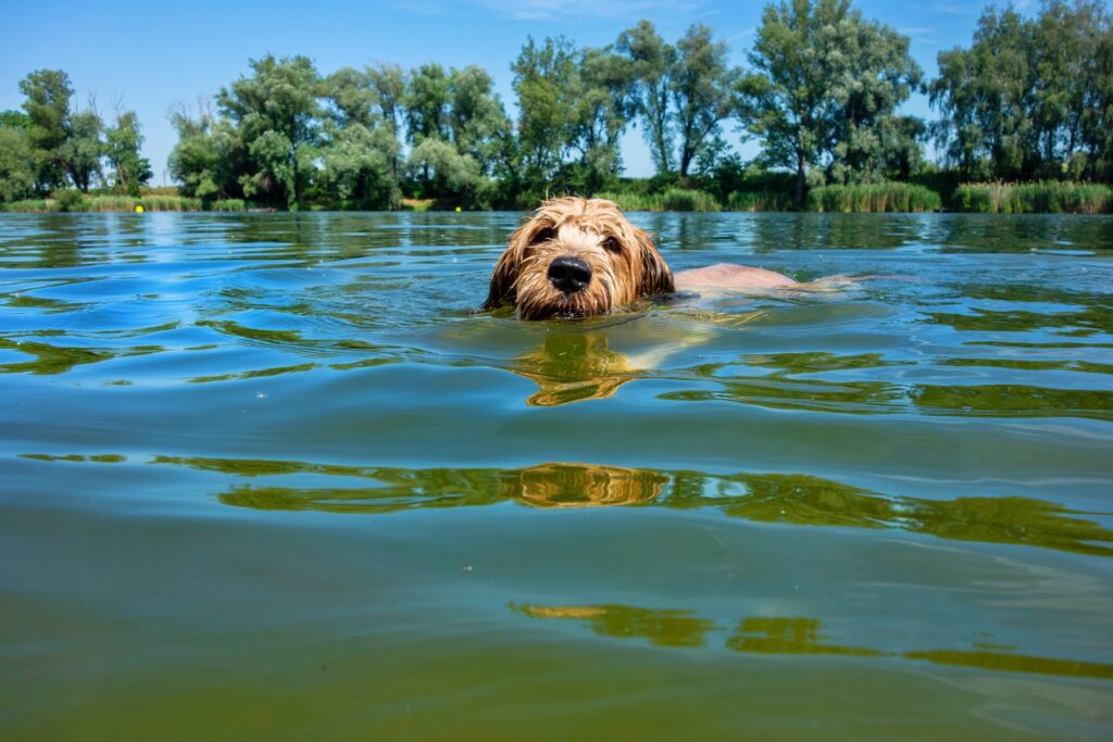 Pes v jezeru