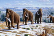 dlakavi mamut, ledena doba
