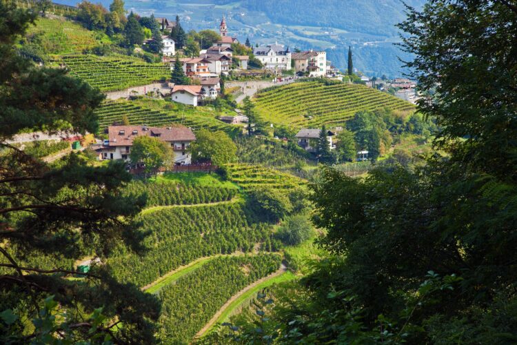 vinograd, Južna Tirolska, Italija