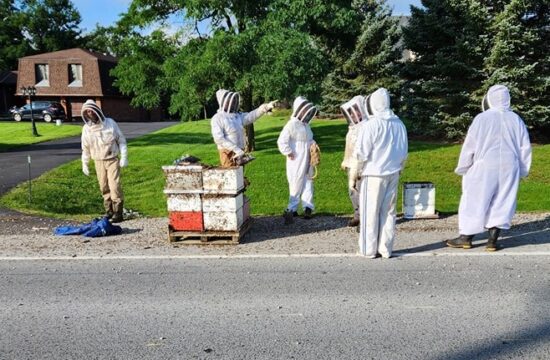 Čebelarji skušajo ukrotiti razjarjene čebele.