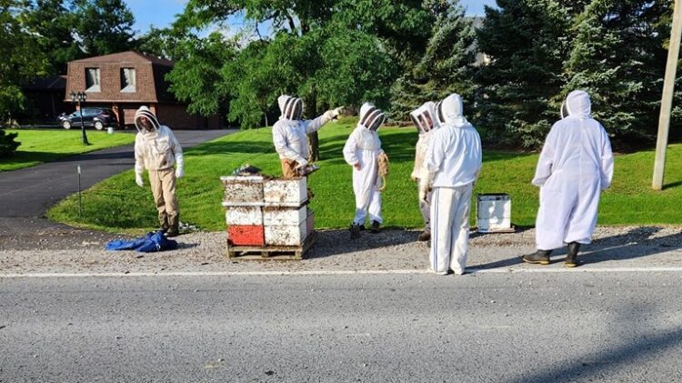 Čebelarji skušajo ukrotiti razjarjene čebele.