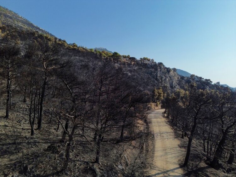 Požari bodo uničili več kot 150.000 hektarjev površin
